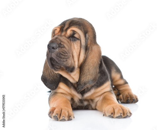 Bloodhound puppy sitting in front view and looking away. isolated on white background