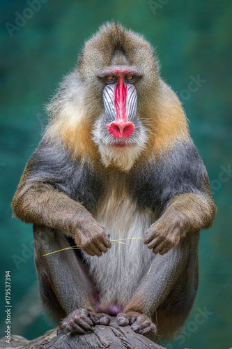 Mandrill