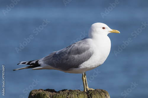 Sturmmöwe, Larus canus