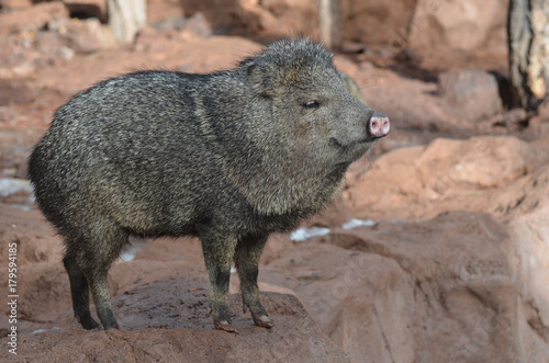 Adorable javelina boar standing on a rock