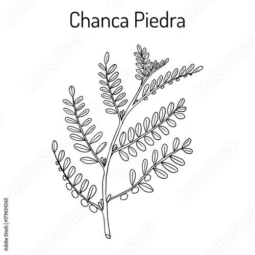 Chanca piedra Phyllantus amarus , medicinal plant