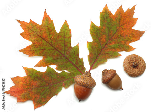 autumn background with colored oak leaves isolated on white background. top view