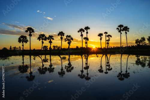 Sunrise landscape with sugar palm trees on the paddy field in morning. Mekong Delta, Chau Doc, An Giang, Vietnam