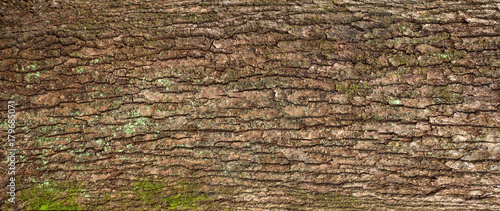Relief texture of the brown bark of a tree with green moss and lichen on it. Panoramic image of a tree bark texture.