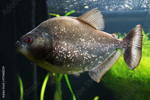 Red-bellied piranha fish