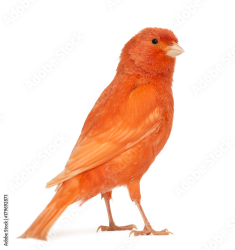 Red canary, Serinus canaria, against white background