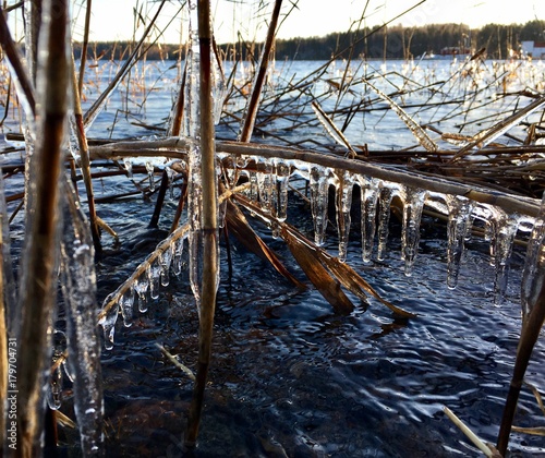 Frozen grass in the lake 