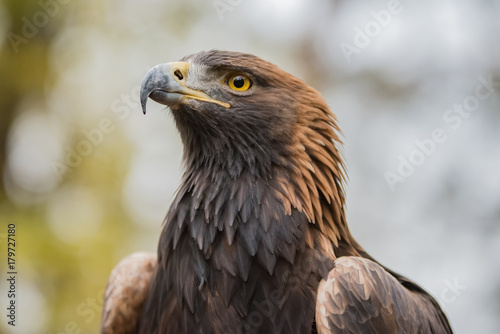 Steinadler Portrait