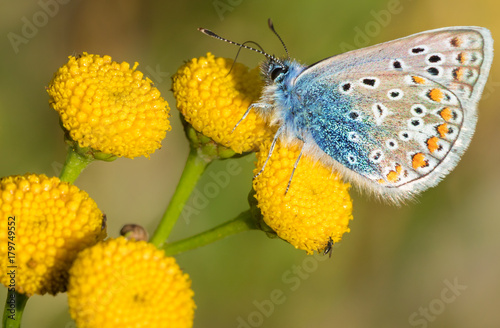 Schmetterling blau auf Blume