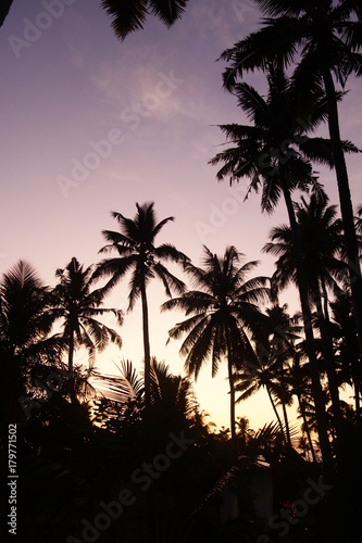 Indian sunset palm