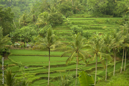 Bali Rice Terraces. In Bali rice fields can be found almost everywhere, and the Balinese people have depended on this method of agriculture for almost 2000 years. The rice fields were carved by hand.