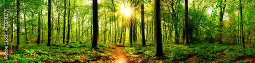 Forest panorama in with bright sun