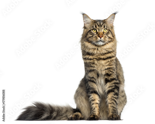 Front view of a Maine Coon, sitting, looking up, isolated on white