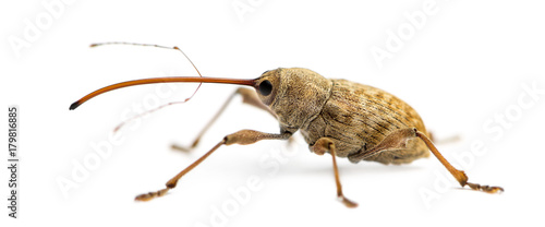 Side view of an Acorn weevil, Curculio glandium, isolated on white
