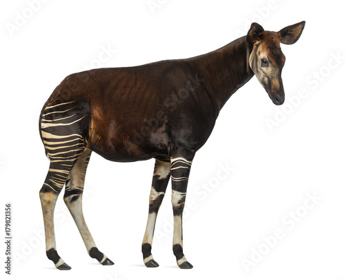 Side view of an Okapi standing, Okapia johnstoni, isolated on white