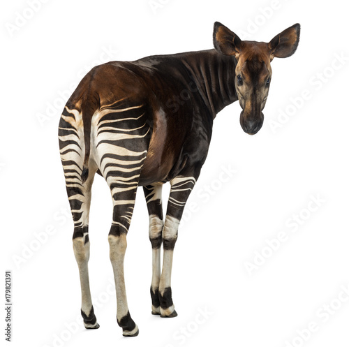 Rear view of an Okapi, looking back at the camera, Okapia johnst