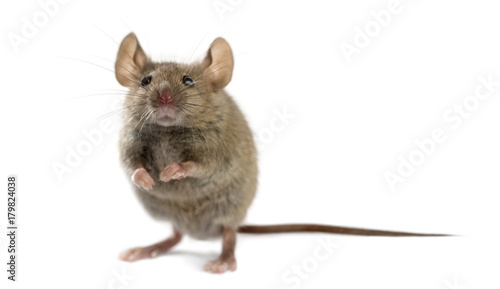 Wood mouse in front of a white background