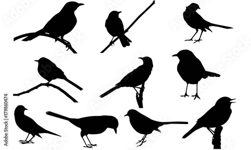 Mocking Bird Silhouette Vector Graphics 