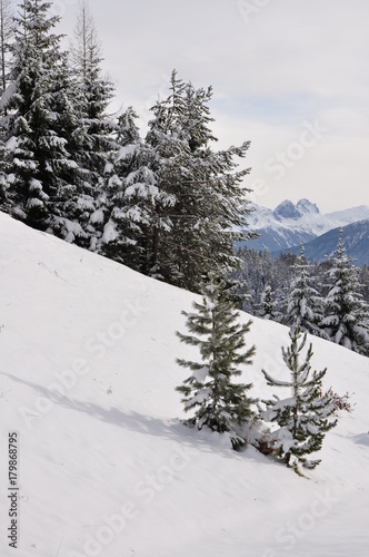 Winter forest. Tyrol, Austria