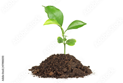 Young plant of pomelo in soil humus on a white background