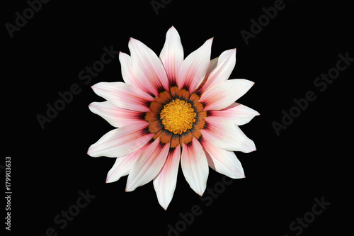 One pink with red and orange stripes gazania flower isolated on black