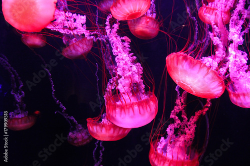 Glowing purple and pink jellyfish