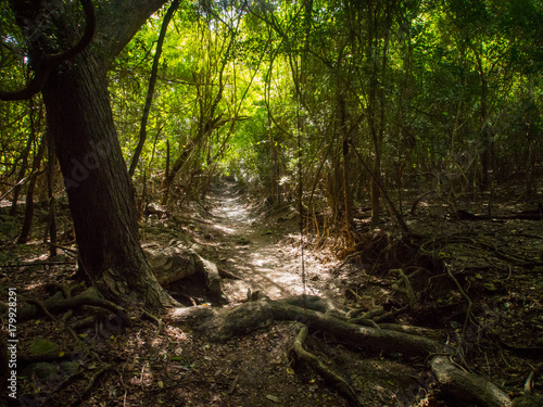 Reef Bay Trail Jungle, St. John