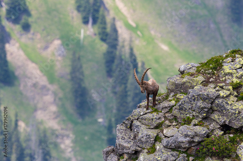 adult alpine capra ibex capricorn standing on rock with view