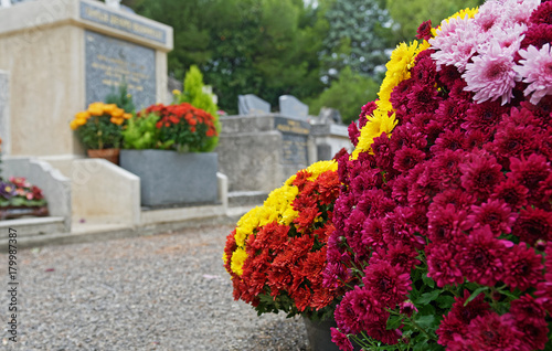 Fleurs Chrysanthème pomponettes