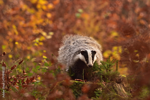 Beautiful European badger (Meles meles - Eurasian badger) in his natural environment in the autumn forest and country
