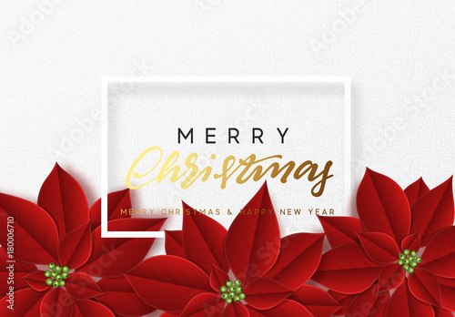 Merry Christmas, background decorated with beautiful red buds poinsettia flowers.