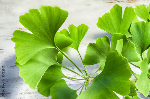fresh green leaves of the Ginkgo biloba tree on a white wooden vintage table