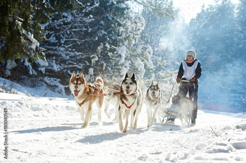 husky sled dog racing