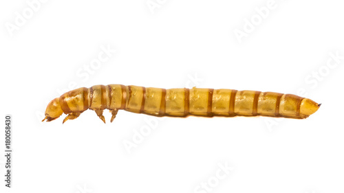 side view Mealworm close up