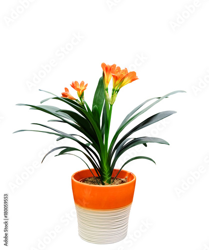 Indoor flower Clivia in a pot, isolated on white background.