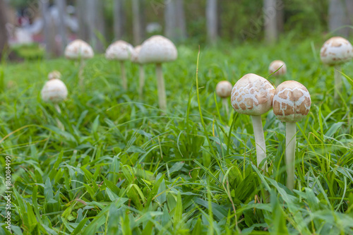Mushrooms are on the lawn of the park.
