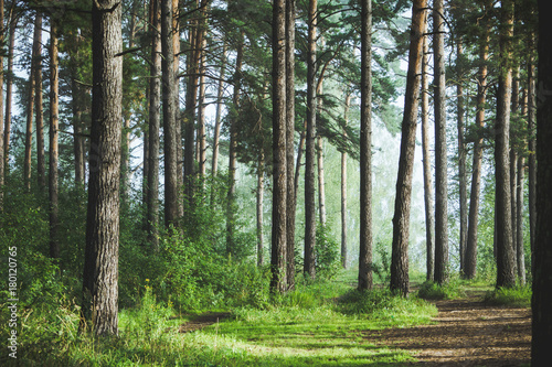 Beautiful summer forest with different trees