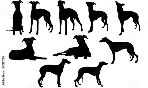 Whippet Silhouette Vector Graphics