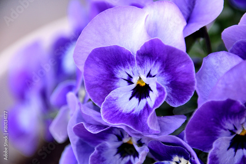 Pansy - Viola x wittrockiana.