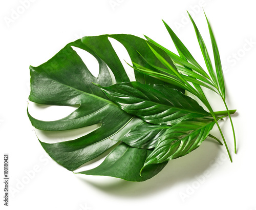 various tropical leaves