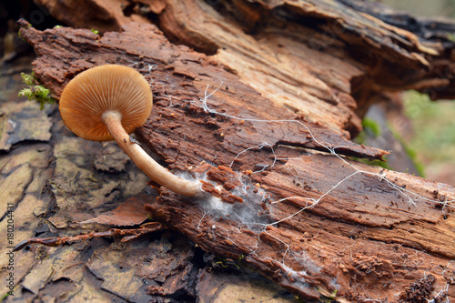 mushroom and mycelium