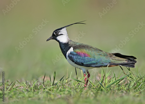 Close up portrait of lapwing in breeding plumage isolated on blurry green background