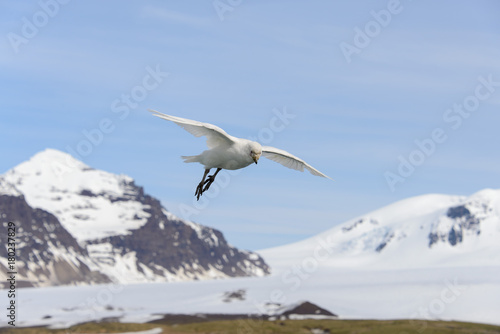 Snowy sheathbill, Chionis alba