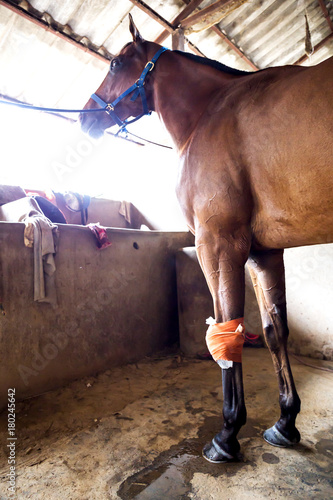 Horse injured leg