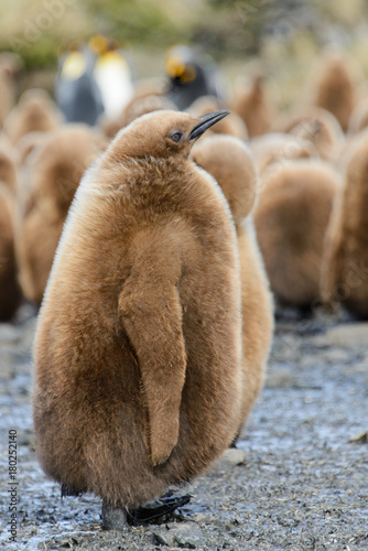 King penguin chicks