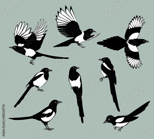 set magpie birds. Set of black isolated vector silhouettes of birds (magpie). Bird Poses. Vector illustration.