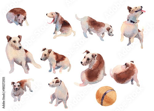 JackRussel terier dog collection hand drawing watercolor