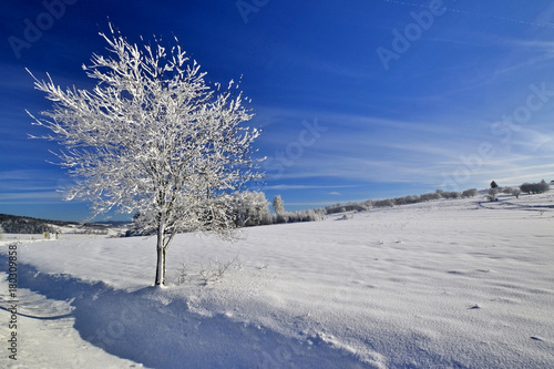 Winter landscape, snow covered tree.