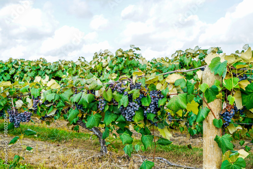 The concord grapes in northeast Ohio are almost ripe you can tell by the sweet aroma they put in the air.