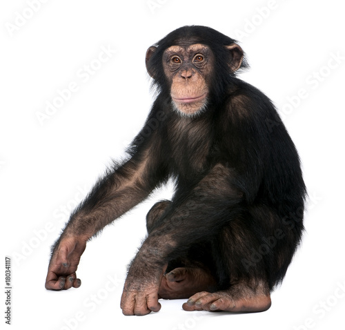 Young Chimpanzee, Simia troglodytes, 5 years old, sitting in front of white background